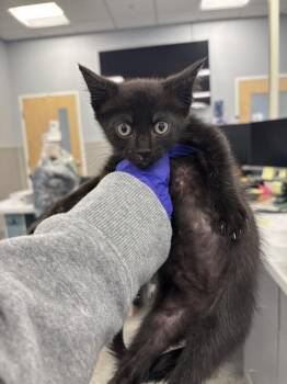 Domestic Short Hair Cats Available for Adoption in Palmetto, Florida - A135927 | PetCurious