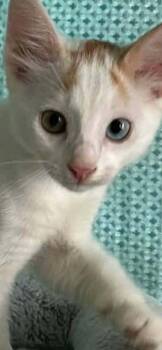 Amelia -  Calico Cat for Adoption in New Bedford, Massachusetts - Amelia | PetCurious