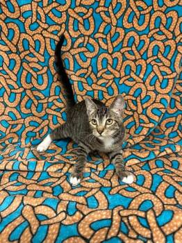 Kari -  Tabby Cat for Adoption in Newberg, Oregon - Kari | PetCurious