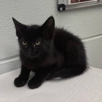 Giraffe -  Domestic Short Hair Cat for Adoption in Chattanooga, Tennessee - Giraffe | PetCurious