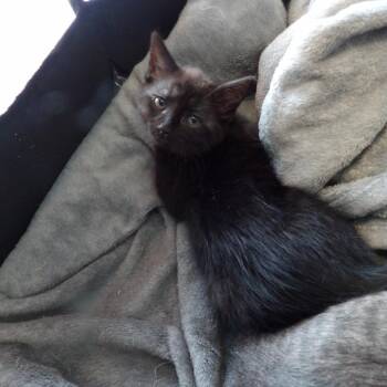 Tilly -  Domestic Short Hair Cat for Adoption in New York, New York - Tilly | PetCurious