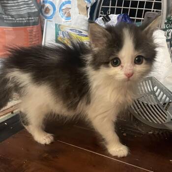 Zola -  Domestic Medium Hair Cat for Adoption in Springboro, Ohio - Zola | PetCurious