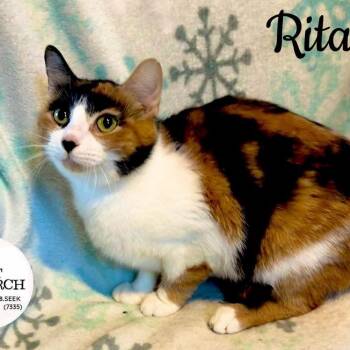 Rita -  Domestic Short Hair Cat for Adoption in Washington, Pennsylvania - Rita | PetCurious