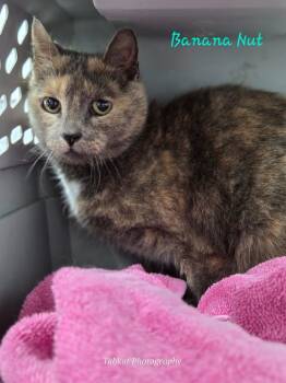 Rescue Domestic Short Hair Cats for Adoption in Cambridge, Maryland - Banana Nut | PetCurious