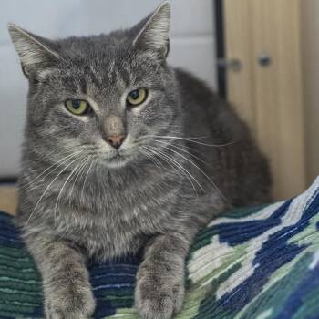 Webster -  Domestic Short Hair Cat for Adoption in Pontiac, Michigan - Webster | PetCurious