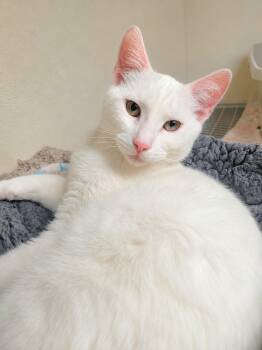 Bonnie -  Domestic Short Hair Cat for Adoption in Lodi, California - Bonnie | PetCurious
