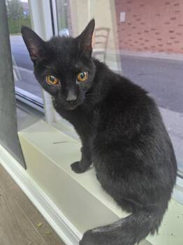 Shadow Black -  Domestic Short Hair Cat for Adoption in Markham, Ontario - Shadow Black | PetCurious