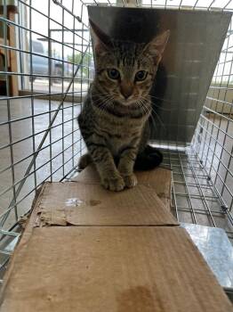 Duarte Feral 2 -  Domestic Short Hair Cat Available for Adoption in New Braunfels, Texas - Duarte Feral 2 | PetCurious