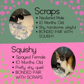 Scraps & Squishy -  Domestic Short Hair Cat for Adoption in Junction City, Kansas - Scraps & Squishy | PetCurious