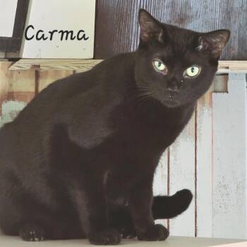 Rescue Domestic Short Hair Cats for Adoption in St. Augustine, Florida - Carma | PetCurious