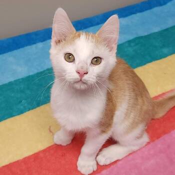 Rescue Domestic Short Hair Cats for Adoption in Marshfield, Wisconsin - Chowder | PetCurious