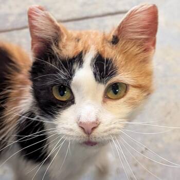 Teenie Bambini -  Domestic Short Hair Cat Available for Adoption in Jefferson, Wisconsin - Teenie Bambini | PetCurious