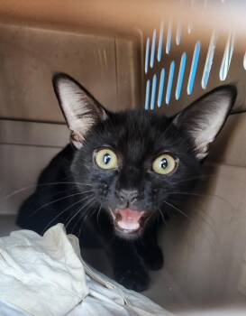 Rescue Domestic Short Hair Cats for Adoption in Wantage, New Jersey - Luna | PetCurious