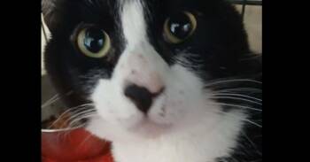 Domestic Short Hair Cats Available for Adoption in Thatcher, Arizona - Nebo | PetCurious