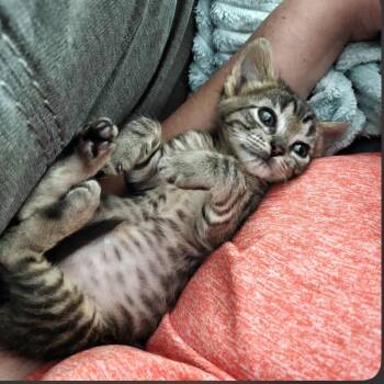 Princess Donut -  Domestic Short Hair Cat Available for Adoption in Kansas City, Kansas - Princess Donut | PetCurious