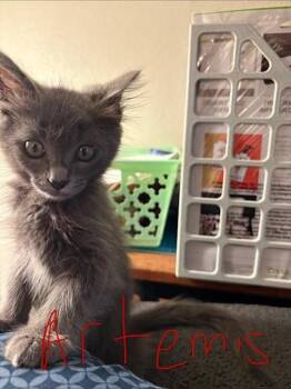 ARTEMIS -  Domestic Short Hair Cat for Adoption in Sacramento, California - ARTEMIS | PetCurious