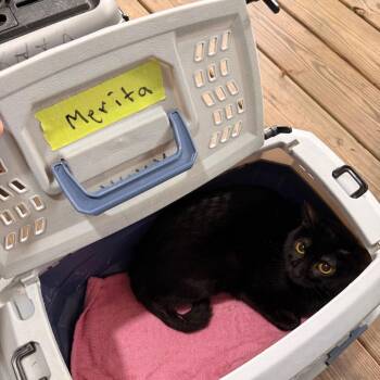 Domestic Short Hair Cats Available for Adoption in Tupelo, Mississippi - Merita | PetCurious