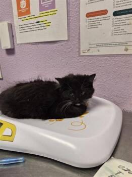 Domestic Medium Hair Cats Available for Adoption in El Paso, Texas - 61055550 | PetCurious