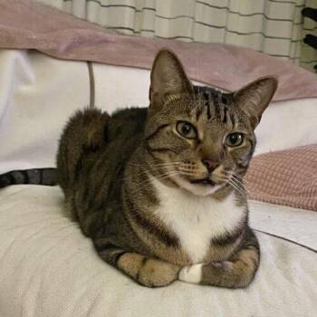 Charlie -  Bengal Cat for Adoption in Tampa, Florida - Charlie | PetCurious