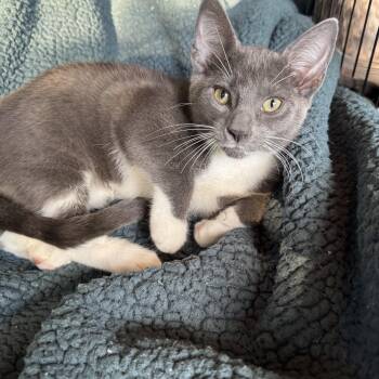 Domestic Short Hair Cats Available for Adoption in Ephrata, Washington - Jimmy | PetCurious