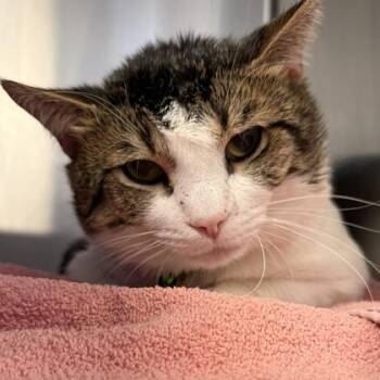 Domestic Short Hair Cats Available for Adoption - Mischief | PetCurious