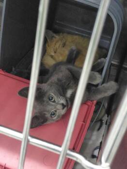 Gillian: Not at the shelter (Faith) -  Domestic Short Hair Cat for Adoption in Rustburg, Virginia - Gillian: Not At The Shelter (Faith) | PetCurious