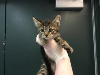 Domestic Short Hair Cats Available for Adoption in Thousand Palms, California - CARL | PetCurious