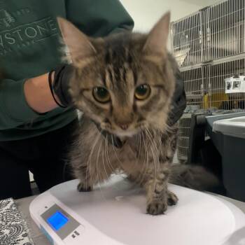 Squirt -  Domestic Medium Hair Cat for Adoption in Manhattan, Kansas - Squirt | PetCurious