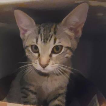 Domestic Short Hair Cats Available for Adoption in Lakewood, California - Moxie | PetCurious