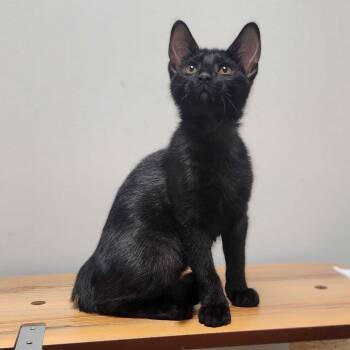 Bagheera -  Domestic Short Hair Cat for Adoption in Davenport, Iowa - Bagheera | PetCurious