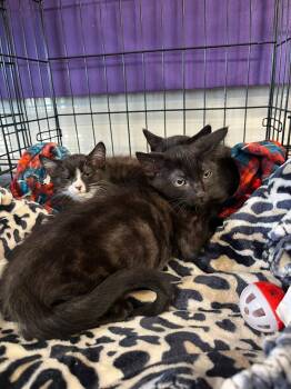 Flo and her kittens Siddhartha, Bart, and Gordon -  Domestic Medium Hair and Tabby Cat for Adoption in Walnut Creek, California - Flo And Her Kittens Siddhartha, Bart, And Gordon | PetCurious