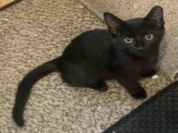 Rescue Domestic Short Hair Cats for Adoption in Kent, Washington - MANTIS | PetCurious
