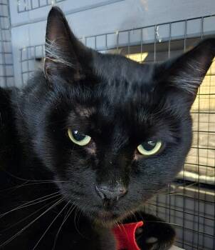 Rescue Domestic Short Hair Cats for Adoption in Wauwatosa, Wisconsin - Sirius | PetCurious