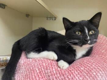 Harry Houdini -  Domestic Short Hair Cat for Adoption in Winnipeg, Manitoba - Harry Houdini | PetCurious