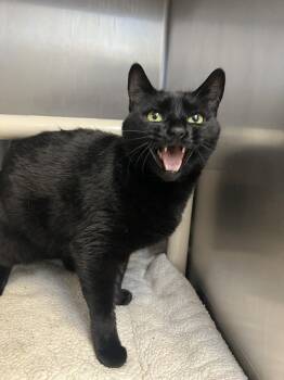 Domestic Short Hair Cats Available for Adoption in Oakdale, California - Black Widow | PetCurious