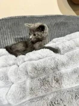 Starling -  Domestic Short Hair Cat for Adoption in Wyoming, Michigan - Starling | PetCurious