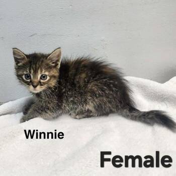 Winnie -  Domestic Short Hair Cat for Adoption in Madison, Wisconsin - Winnie | PetCurious