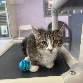 Nancy -  Domestic Medium Hair Cat for Adoption in Marshalltown, Iowa - Nancy | PetCurious