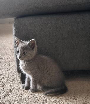 Talullah D -  Extra Toes Cat Hemingway Polydactyl Cat Available for Adoption in Fresno, California - Talullah D | PetCurious