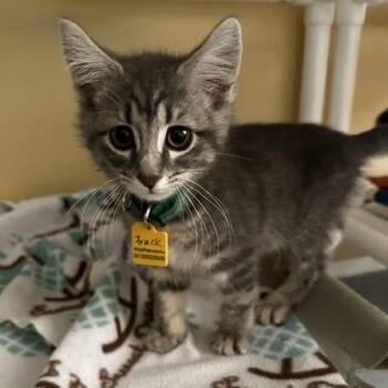 Frack - Cuteness -  Tabby Cat for Adoption in Hoquiam, Washington - Frack - Cuteness | PetCurious