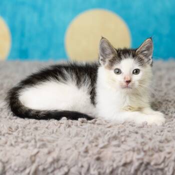 Rescue Domestic Short Hair Cats for Adoption in Saint Paul, Minnesota - Pigeon Mullet | PetCurious