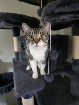Domestic Short Hair Cats Available for Adoption - Purrlock Holmes | PetCurious