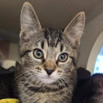 Brioche -  Domestic Short Hair Cat for Adoption in Reno, Nevada - Brioche | PetCurious