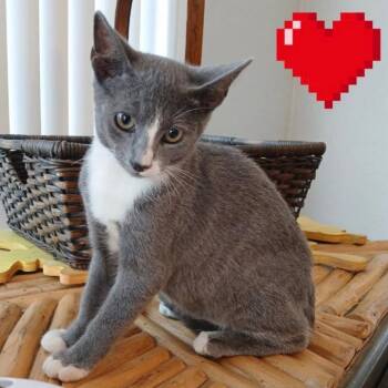 Rescue Domestic Short Hair Cats for Adoption in League City, Texas - Ash | PetCurious