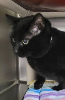 Domestic Short Hair Cats Available for Adoption in Vancouver, Washington - Lydia | PetCurious