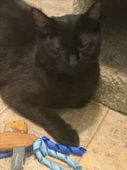 CARAMEL -  Domestic Short Hair Cat for Adoption in Hagerstown, Maryland - CARAMEL | PetCurious