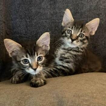 Firecracker -  Domestic Short Hair Cat for Adoption in Los Angeles, California - Firecracker | PetCurious
