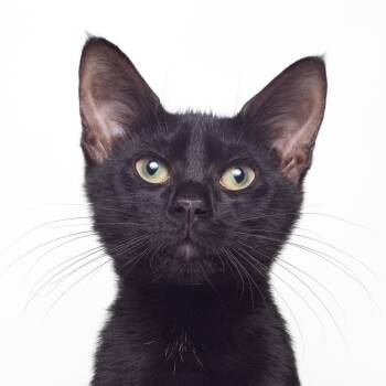 Rescue Domestic Short Hair Cats for Adoption in Tallahassee, Florida - Hodor @ Fat Cat Cafe | PetCurious