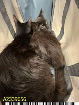 RAVEN -  Domestic Medium Hair Cat for Adoption in West Palm Beach, Florida - RAVEN | PetCurious
