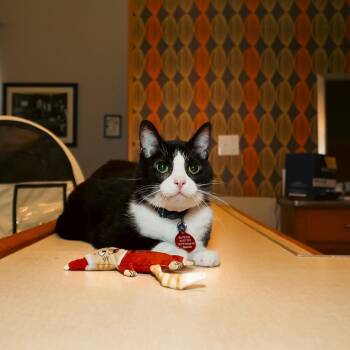 Domestic Short Hair Cats Available for Adoption - Email The Cat | PetCurious